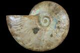 Agatized Ammonite Fossil (Half) - Crystal Chambers #111489-1